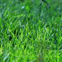 The Grass Society Icon