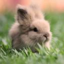 BunBuns Hangout Icon