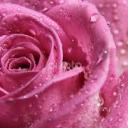 Pleasure Paradise Icon