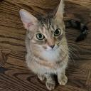 Alex Roblox’s Server Icon