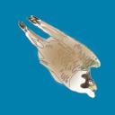 Peregrinus Creative Icon