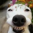 Fazos, Bardo y Problemitas Icon