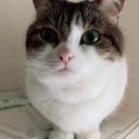 Reggimento Ardeatino Icon