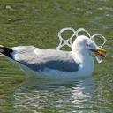 Seagull Hate Club Icon