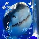 ʚ🫧꒱ Shark Zone ₊୧‧˚₊๑ Icon