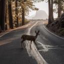 ✰ ꒰ ARCADIA COLLEGE ꒱ .ᐟ Icon