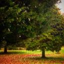 The Collectives Icon