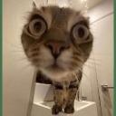 고양이 Hotel Icon