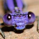 The Bug Religion Icon