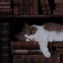 Library Archives Icon