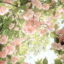 The Cozy Nook ♡ elora Icon