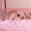 bunny burrow ／(･ × ･)＼ Icon