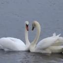 alzzi (best fuckin server duh) Icon