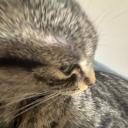 monkey of all cats Icon