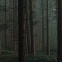 The Forest 🌲🐺 Icon