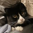 !! sherlock's ₍^ >ヮ Icon