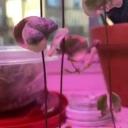 Newyorklovebirds Icon