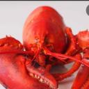 Order Of The Claw Icon