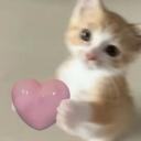 ✨cat and game✨ Icon