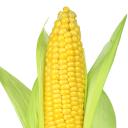 Corn Icon