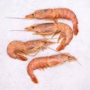 Shrimp Central Icon