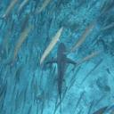 underwater 🎐🫧 Icon