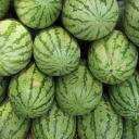 |SCC| Melonland Icon