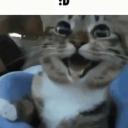 Dulce Diversidad Icon