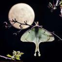 ✧˚｡ Wispy Willow ｡˚✧ Icon