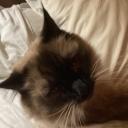 Mochi's Lounge + Video Game Icon