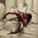 Coleoptera Corner Icon