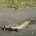 I just want to have a server Icon