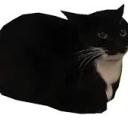 Maxwell's Official Server Icon