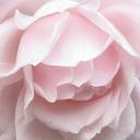 ︵ 𝘛𝘩𝘦 𝘊𝘢𝘮𝘦𝘭𝘭𝘪𝘢 ׅ Icon