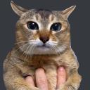 Crypto - $TOLETOLE Token Icon