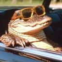 Apostados do Jota 💸 Icon