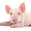 Skyblock Dragon Grinds and Shop Icon