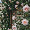 𐔌 . . fairy soirée﹒୨୧ Icon