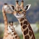 Hercules Funzone Icon