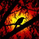 ??????????? ????? Icon