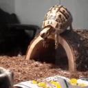 Ugly step sisters Icon