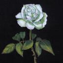 White Rose Icon