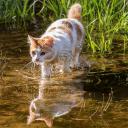 Far, Far Away ˚|˚ 16+ WCRP Icon