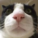 Katt•Giveaways•Gaming•Social Icon