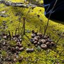 The Nature Preserve Icon