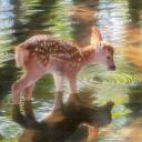 -`✮´- mother nature Icon