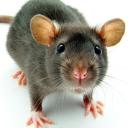 Shattered Realms Icon