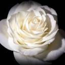 .˜”*°• Angel cove •°*”˜. Icon