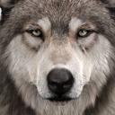 Wolf's Realm Icon