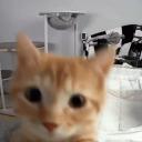 serber yeah idk Icon